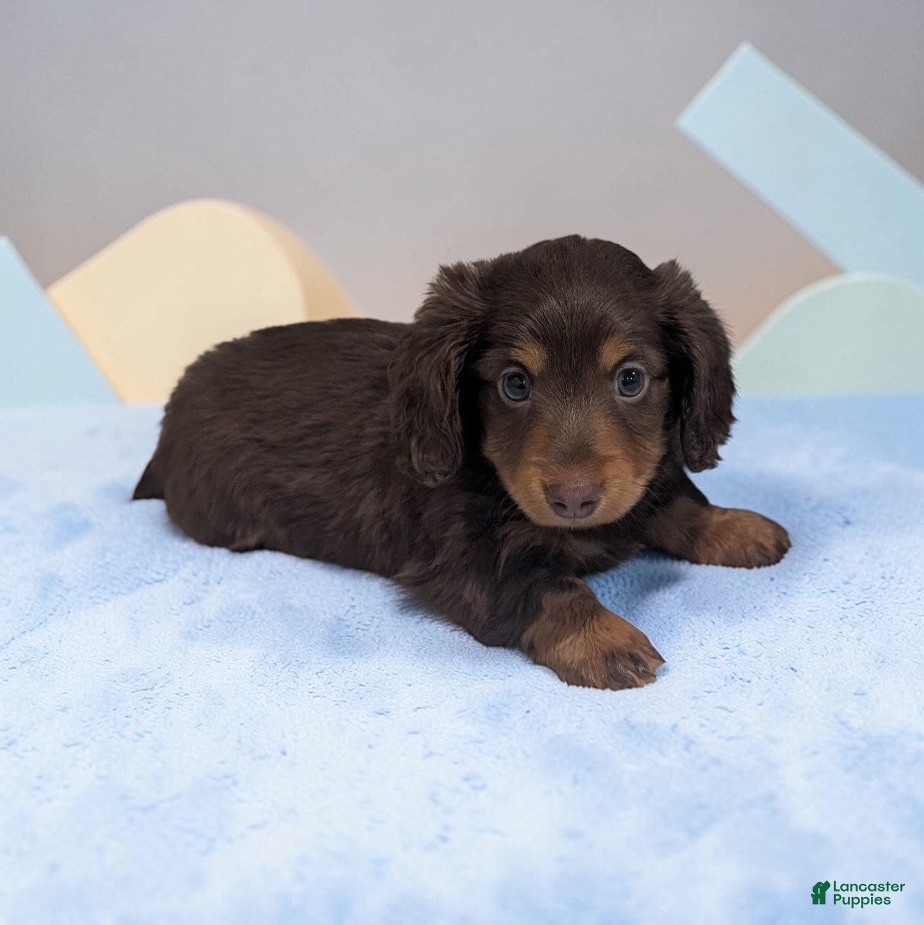 Miniature Dachshund dogs Shadow - Ad 1