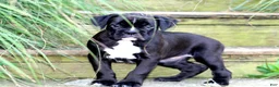 Boxer dogs for sale: Beauty  - Ad 5