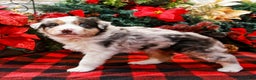 Miniature Australian Shepherd dogs for sale: Chestnut - Ad 6