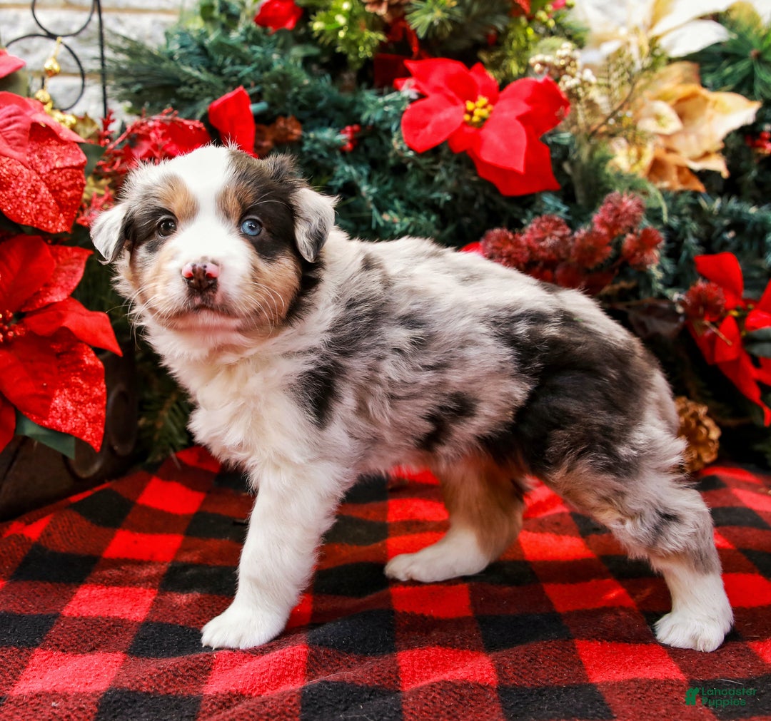 Miniature Australian Shepherd dogs for sale: Chestnut - Ad 6