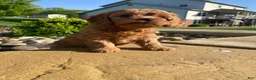 Cavapoo dogs for sale: Harley - Ad 13