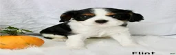 Cavalier King Charles Spaniel dogs for sale: Flint - Ad 6