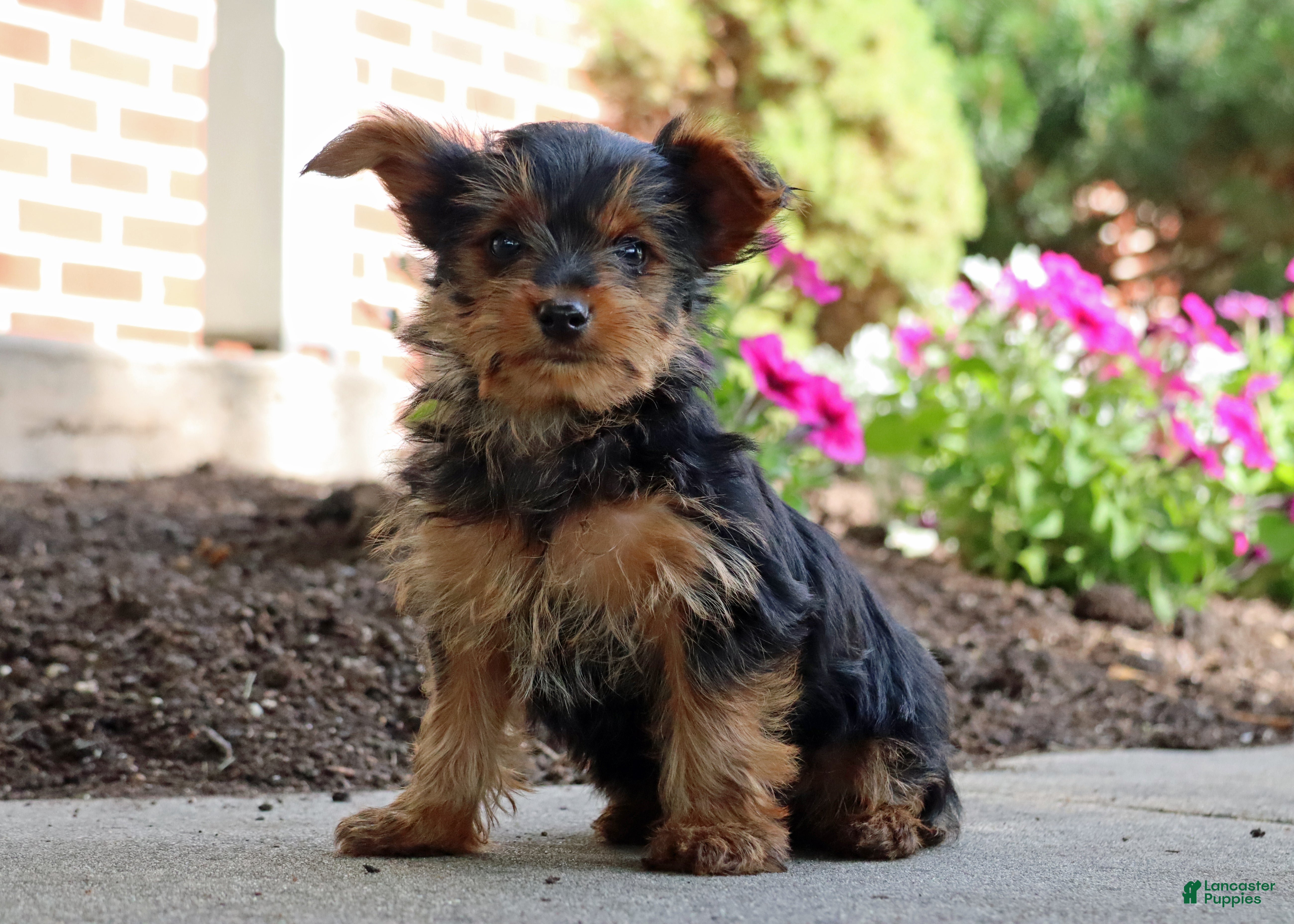 Yorkshire Terrier dogs Tucker - Ad 1