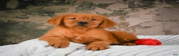 Golden Retriever dogs for sale: Bruno - Ad 5