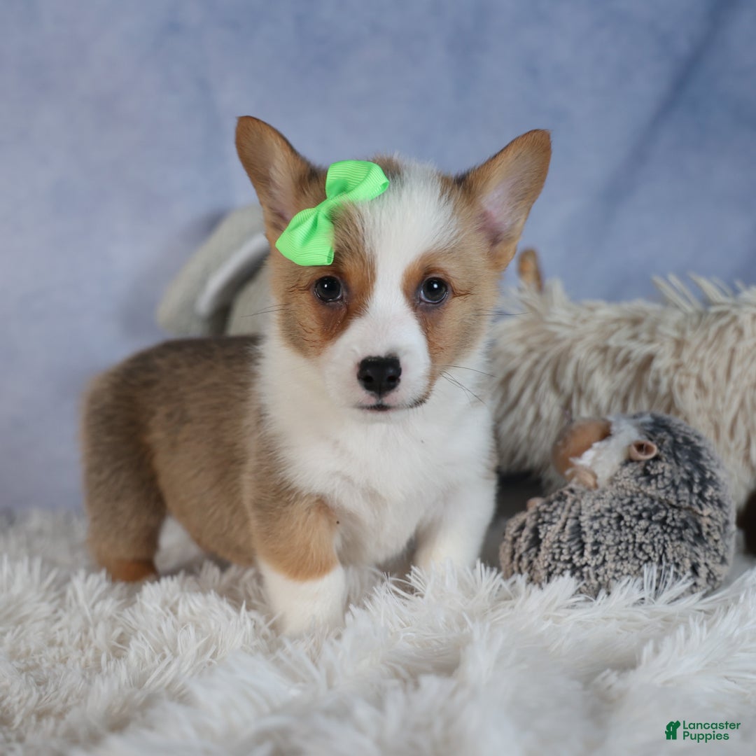 Welsh Corgi Pembroke dogs for sale: Dalton - Ad 15
