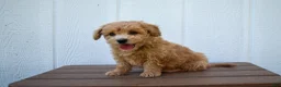 Bichpoo dogs for sale: Kevin 🐶✨ - Ad 18