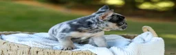 French Bulldog dogs for sale: Cookie - Blue Merle - Ad 12