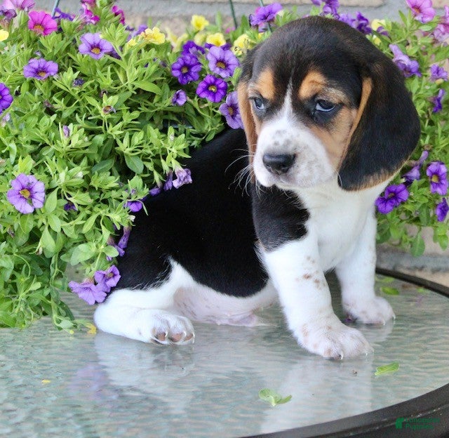 Beagle dogs for sale: Nicky - Ad 4