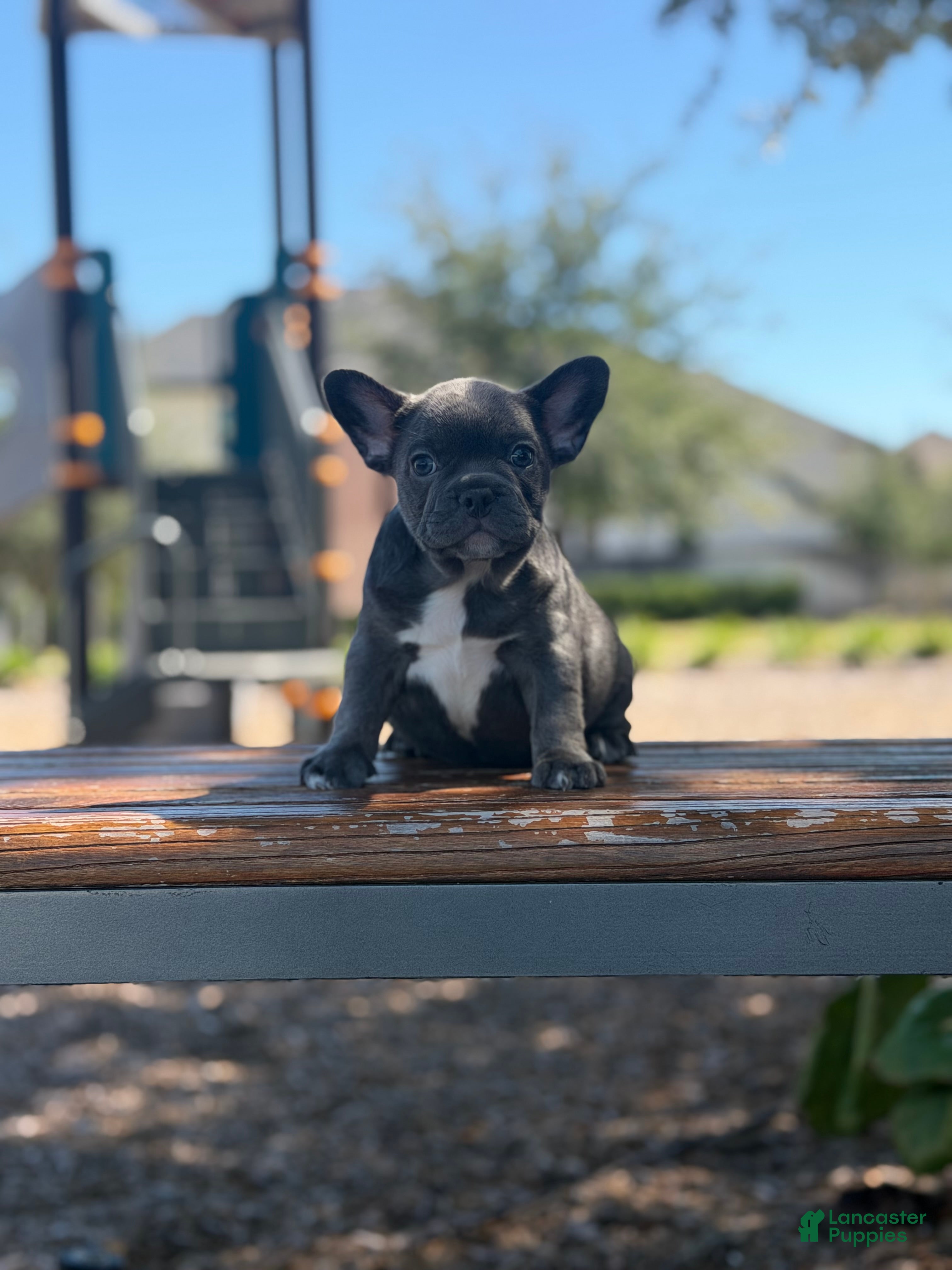 French Bulldog dogs Bluey - Ad 1