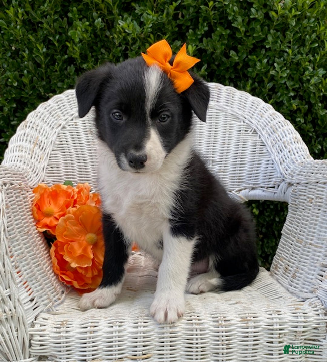 Border Collie Puppies for sale Lancaster Puppies