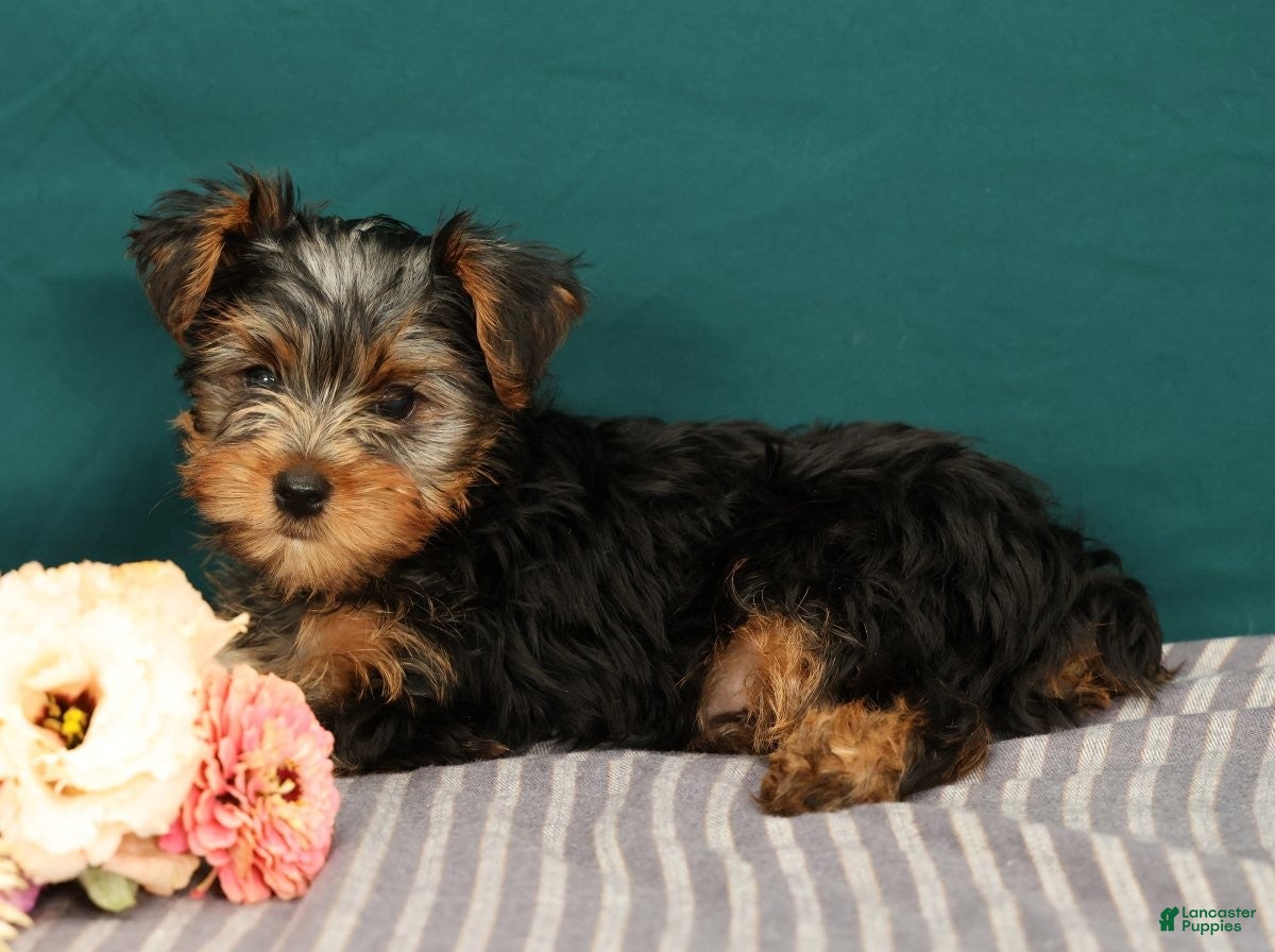 Yorkshire Terrier dogs Remmy - Ad 2