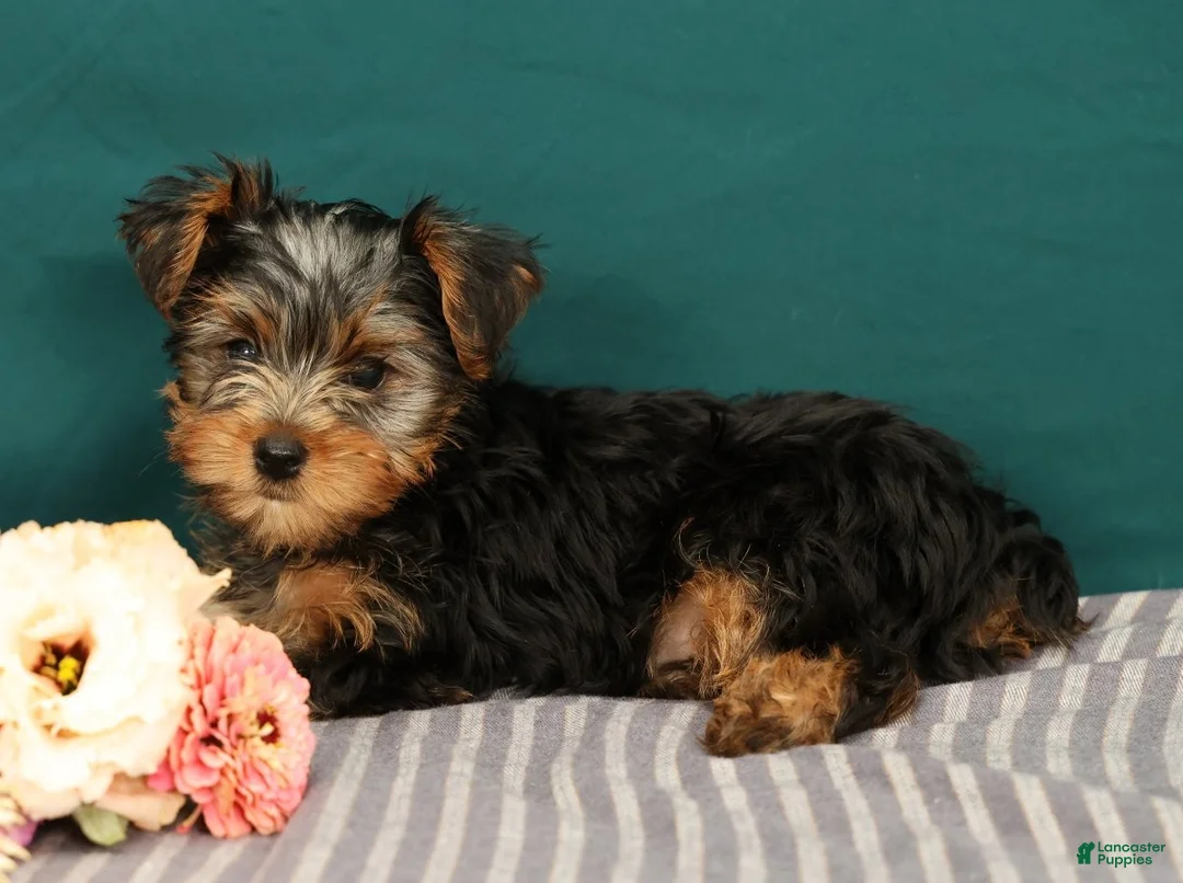 Yorkshire Terrier dogs for sale: Remmy - Ad 2