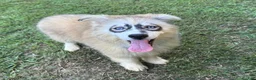 Siberian Husky dogs for sale: REYNA - Ad 21