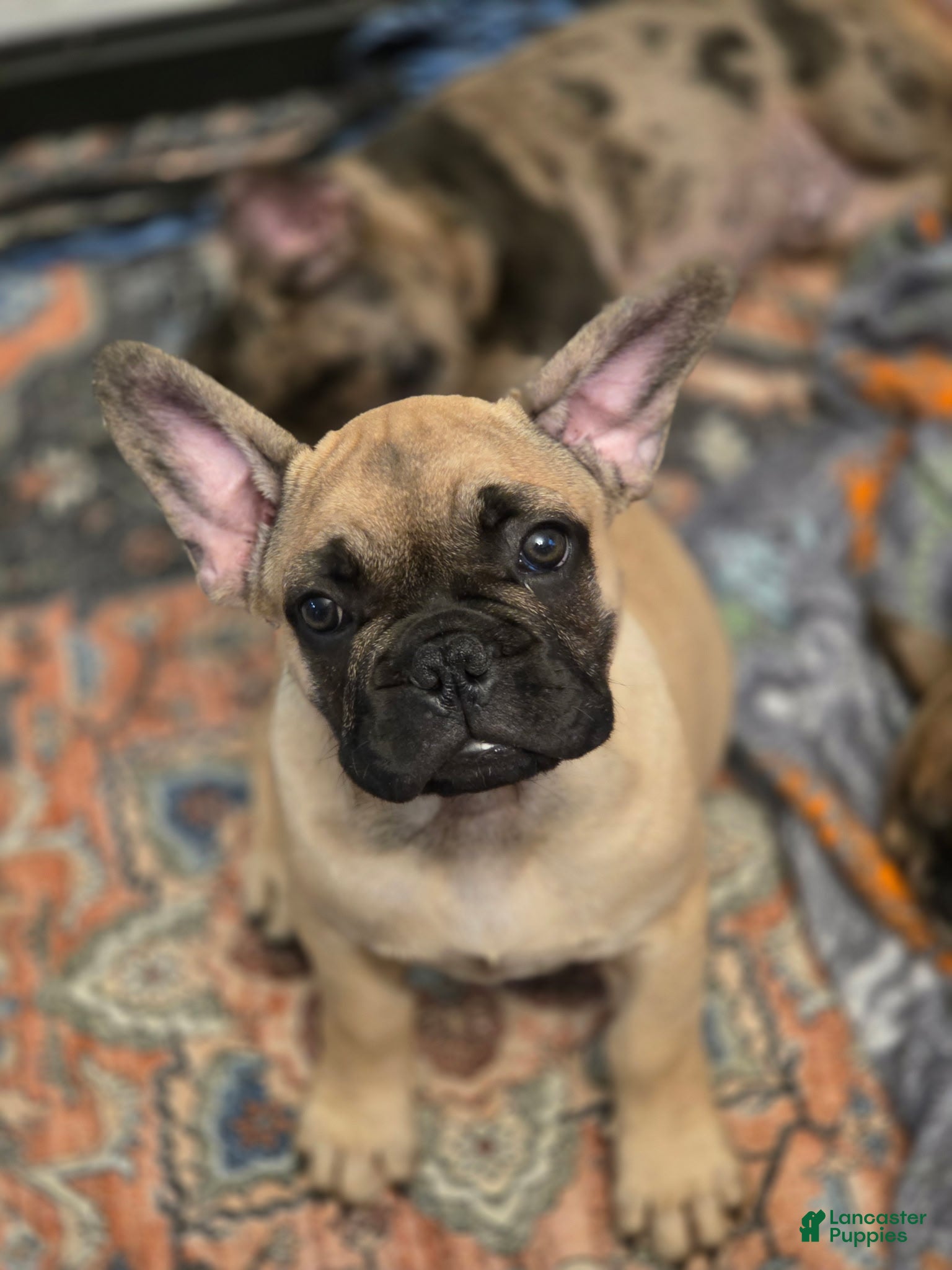 French Bulldog dogs Meeko - Ad 1