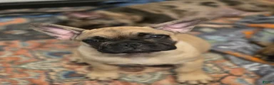 Meeko