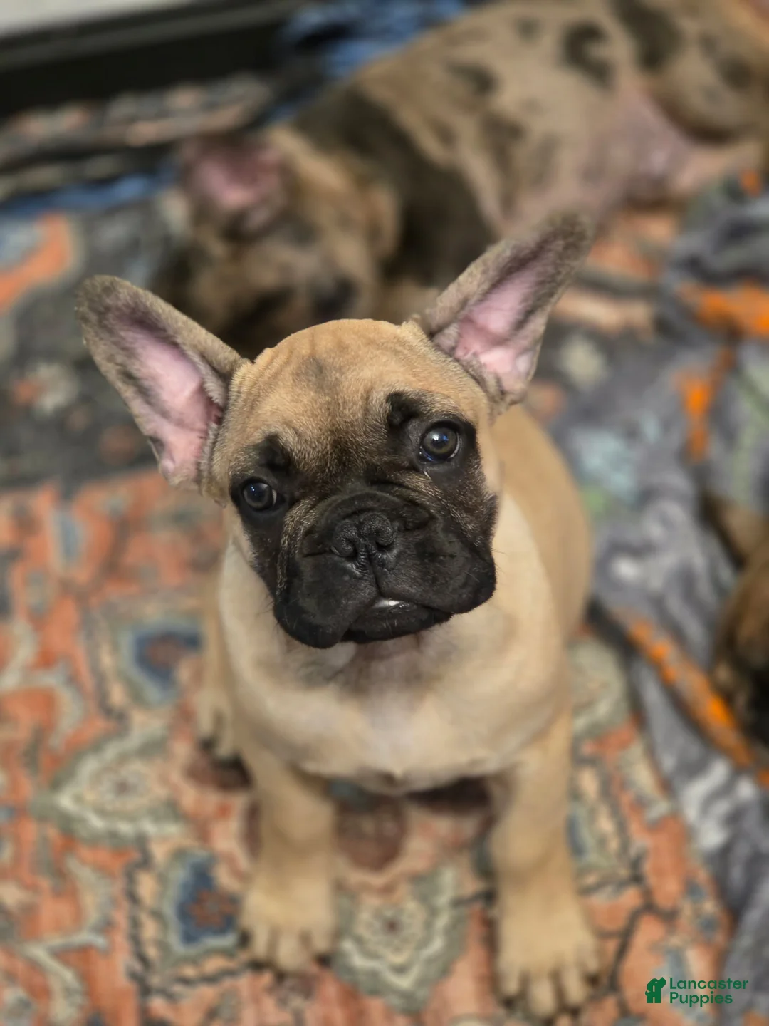 French Bulldog dogs for sale: Meeko - Ad 1