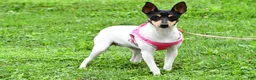 Toy Fox Terrier dogs for sale: Dakota - Ad 12