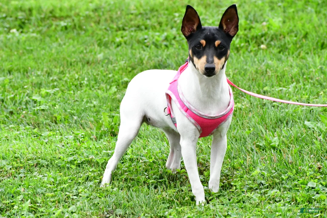 Toy Fox Terrier dogs for sale: Dakota - Ad 12