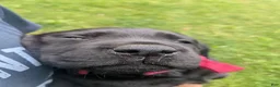 Labrador Retriever dogs for sale: Black Male (Red Collar) - Ad 3