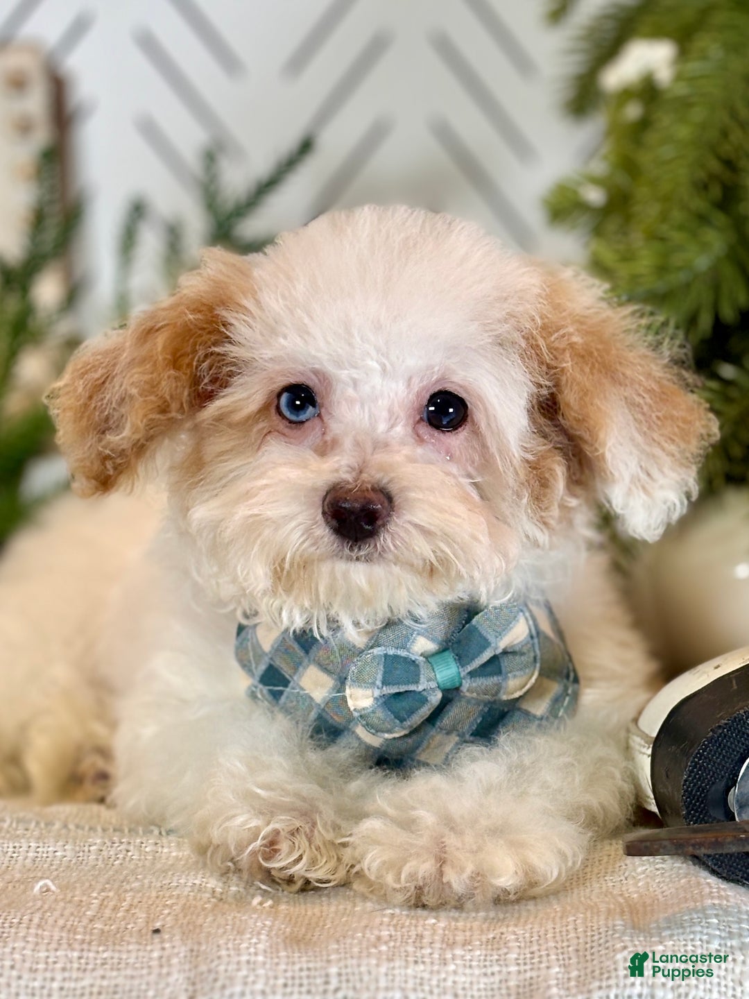 Toy Poodle dogs for sale: Blizzard - Ad 4