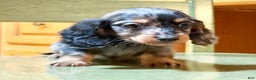 Dachshund dogs for sale: Standard black and tan dapple - Ad 3