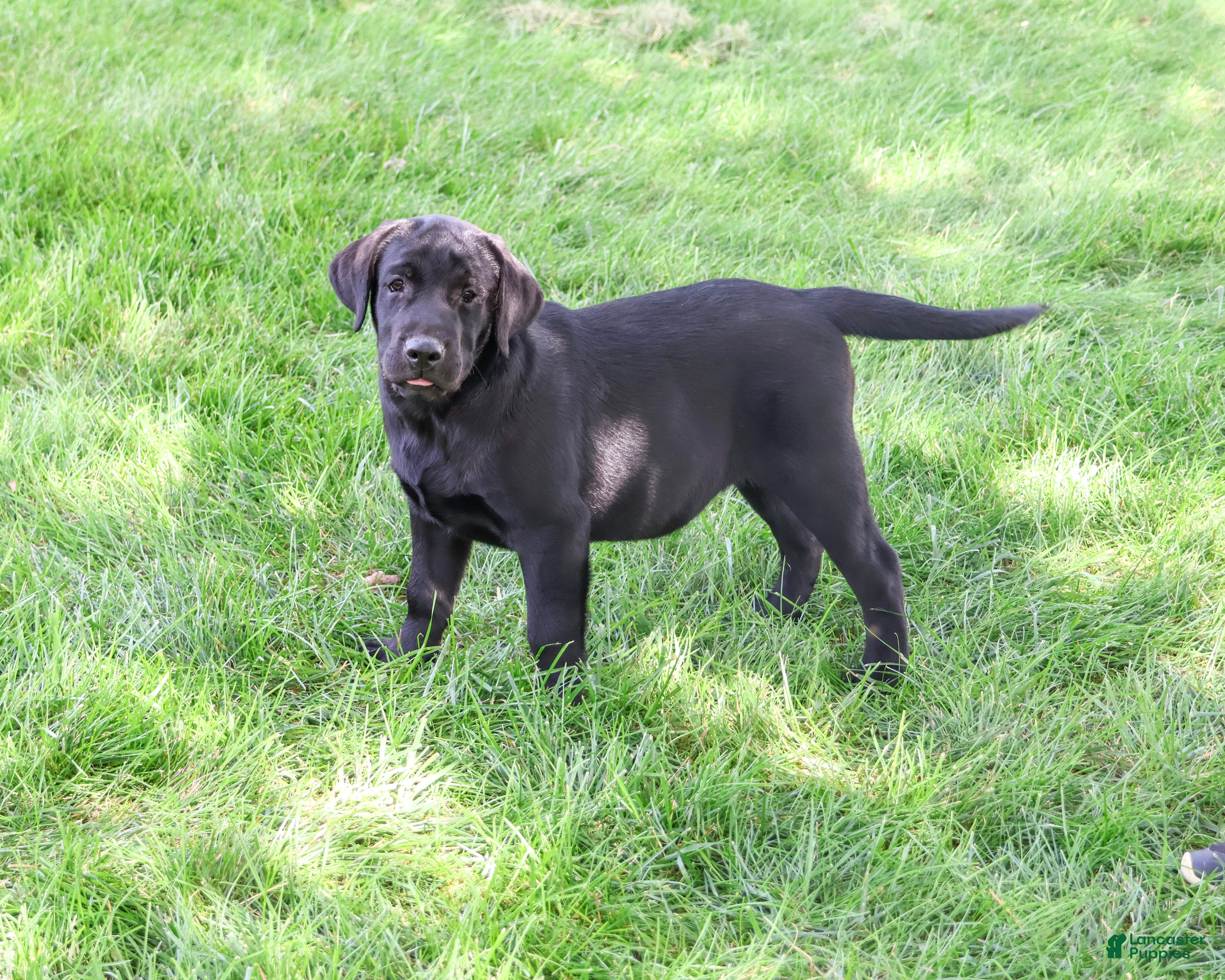 Labrador Retriever dogs Sebastian  - Ad 15