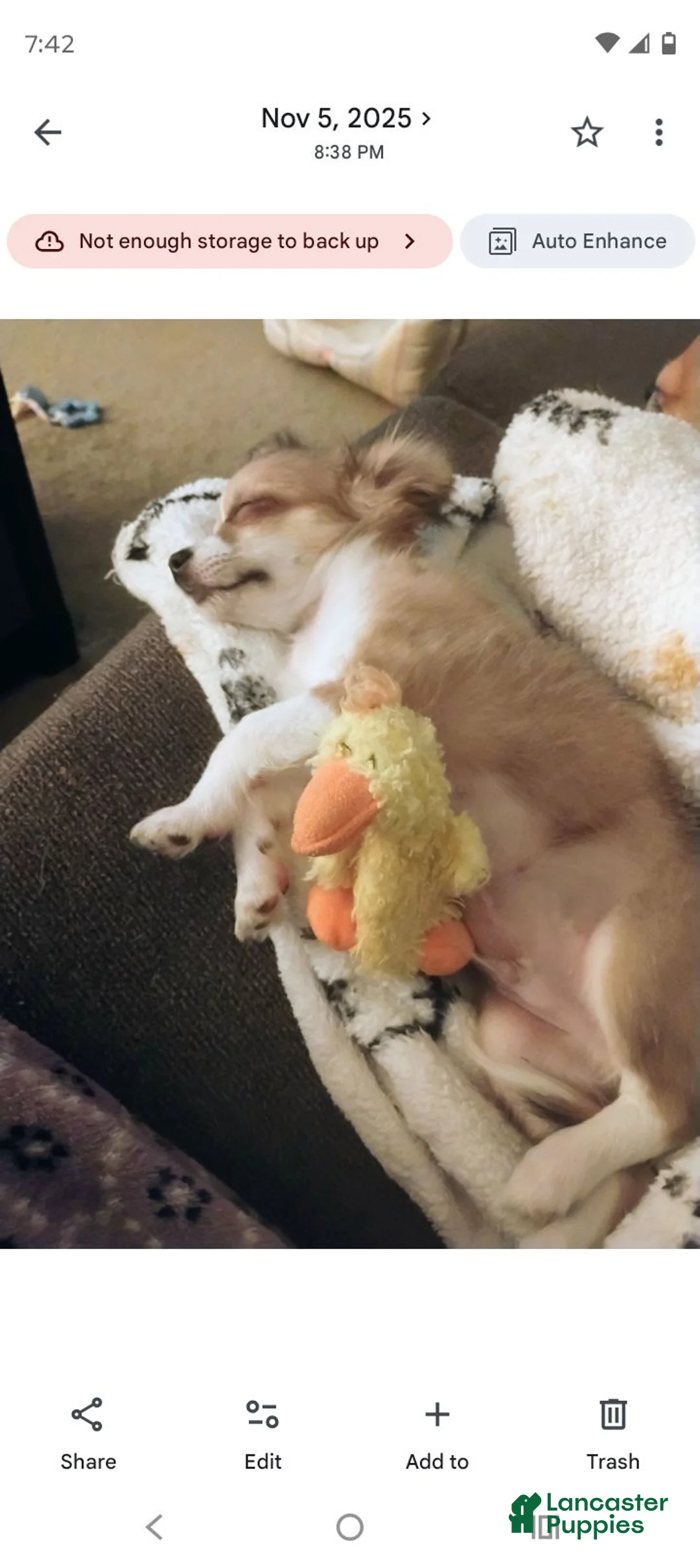 Chihuahua dogs for sale: Chihuahua 1 - Ad 8