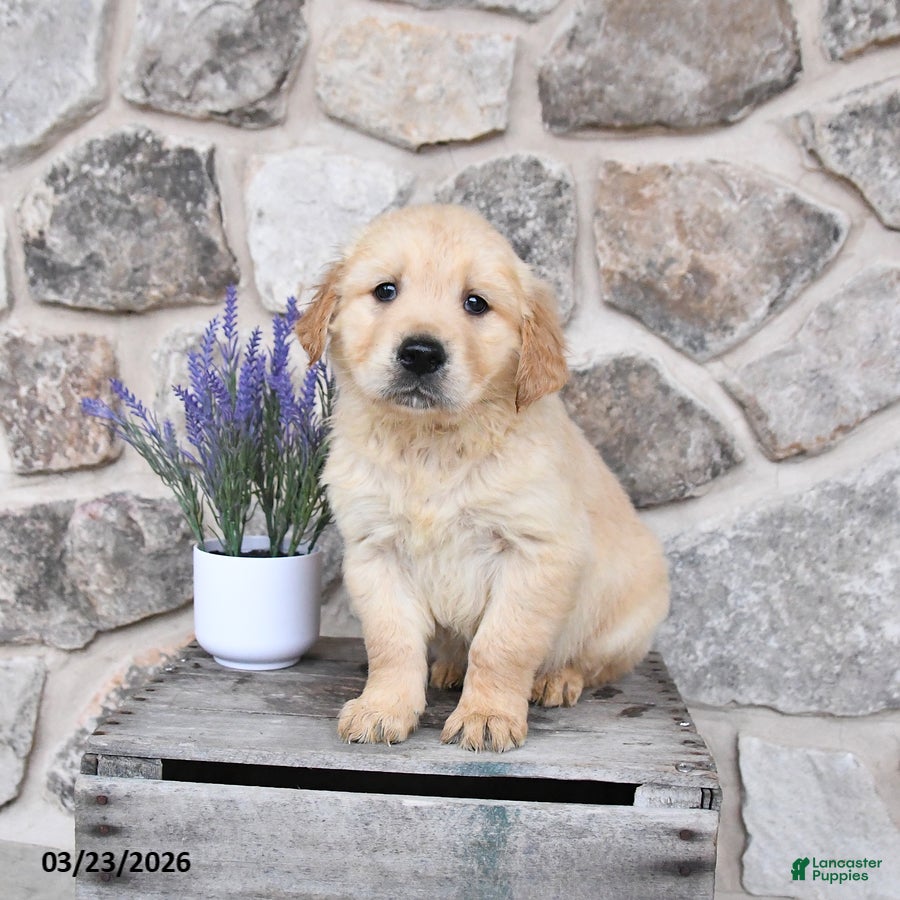 Golden Retriever dogs Dexter - Ad 1