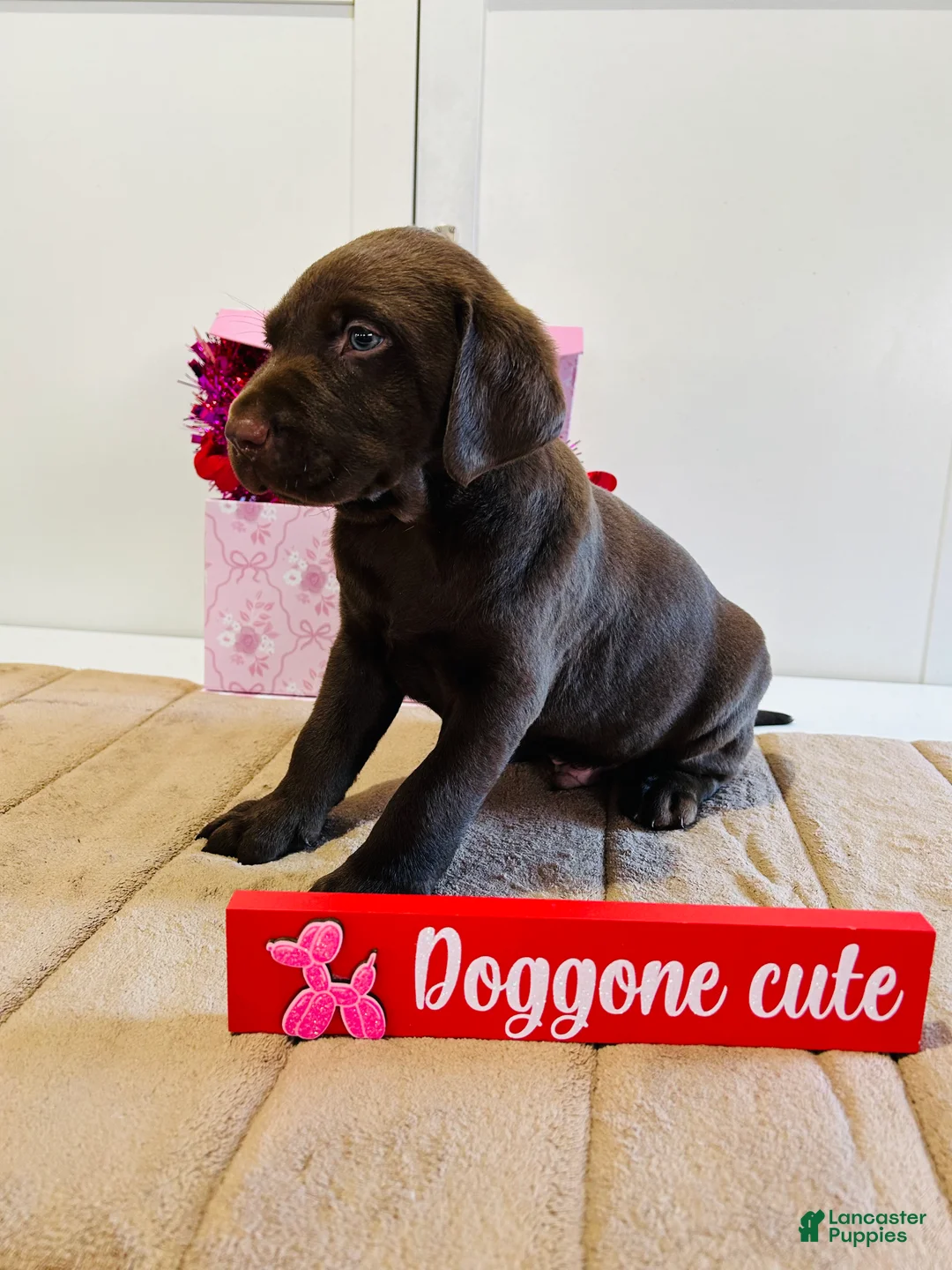 Labrador Retriever dogs for sale: Keith - Ad 10