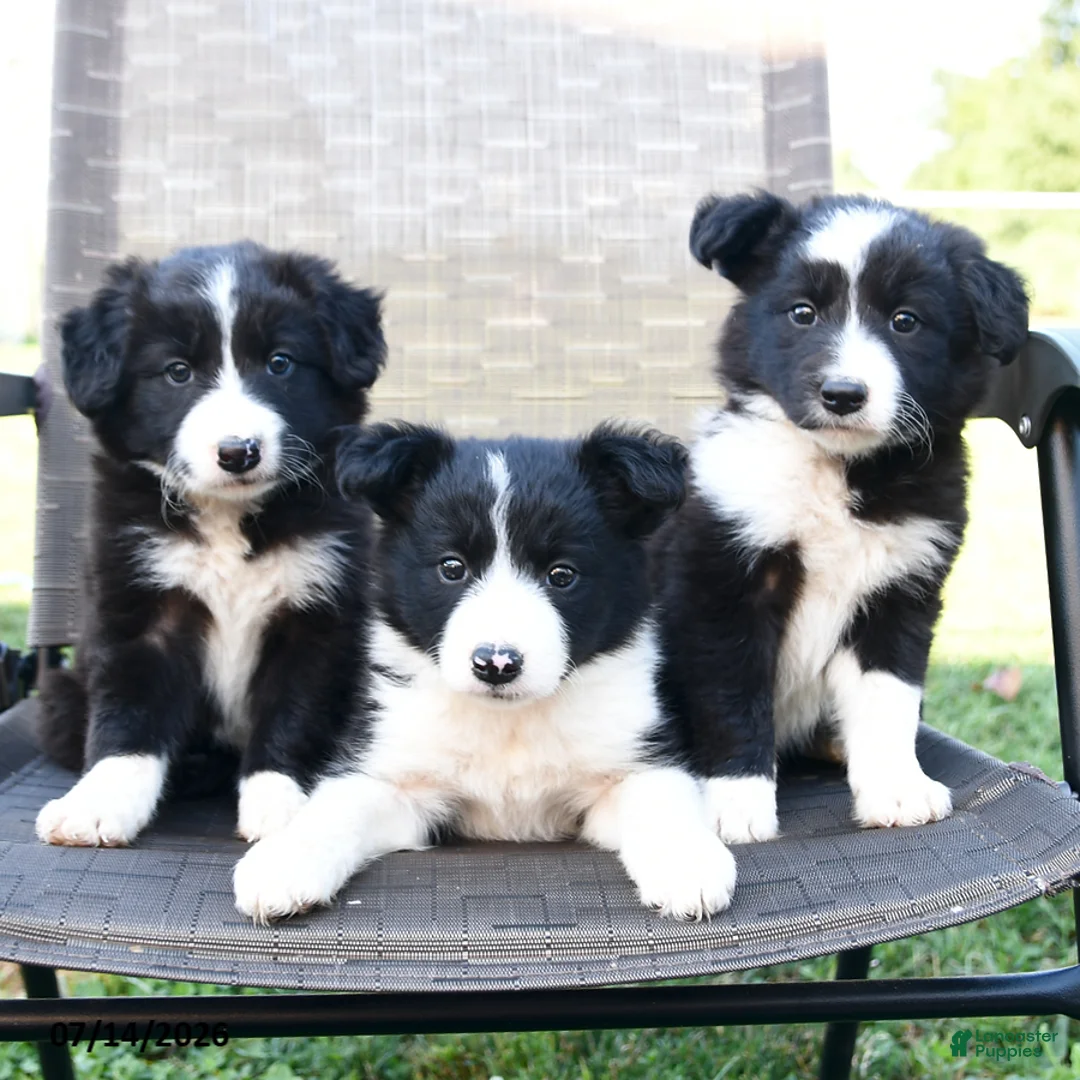 Border Collie dogs for sale: Tisha - Ad 3