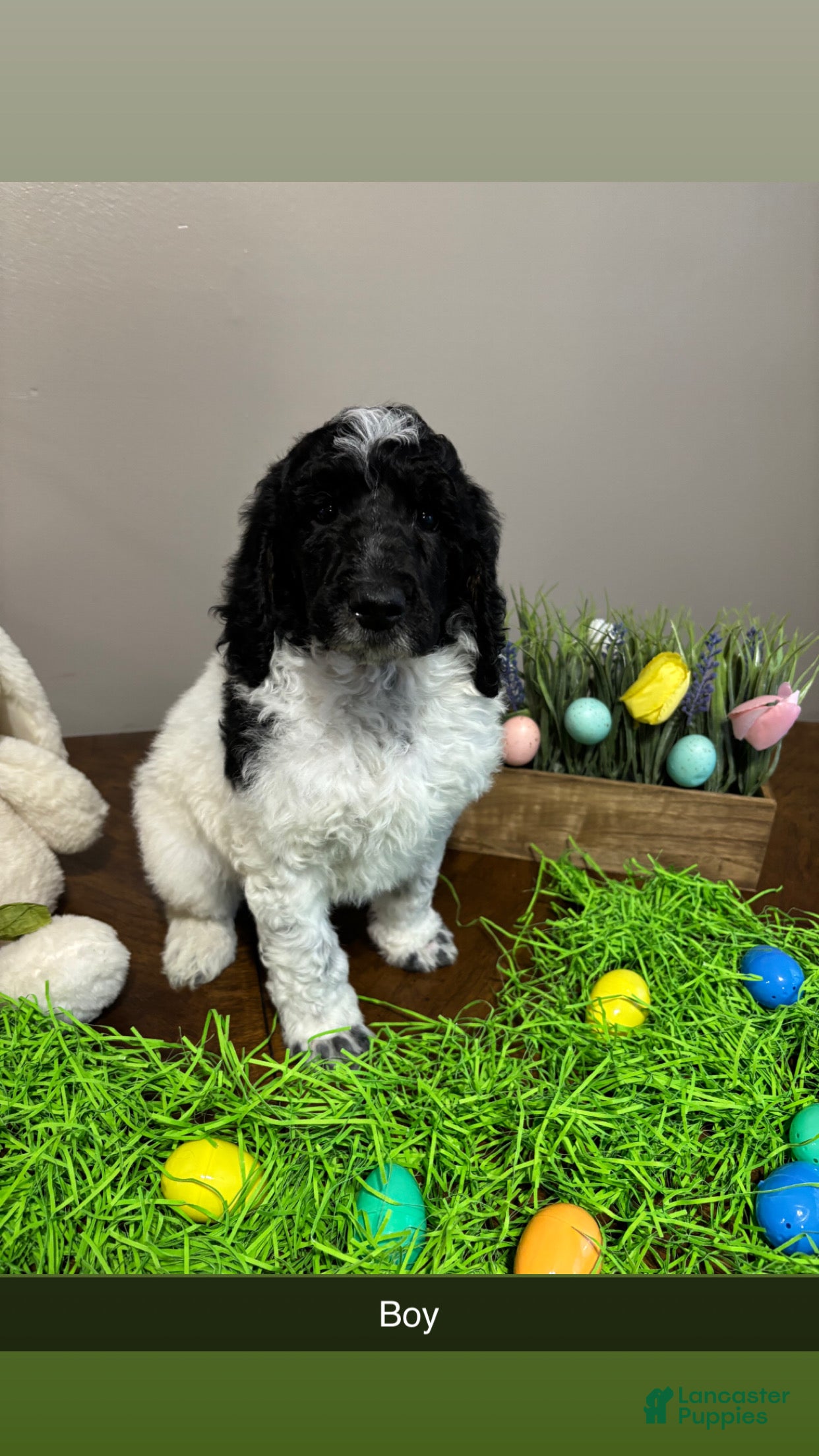 Standard Poodle dogs Bennet  - Ad 1