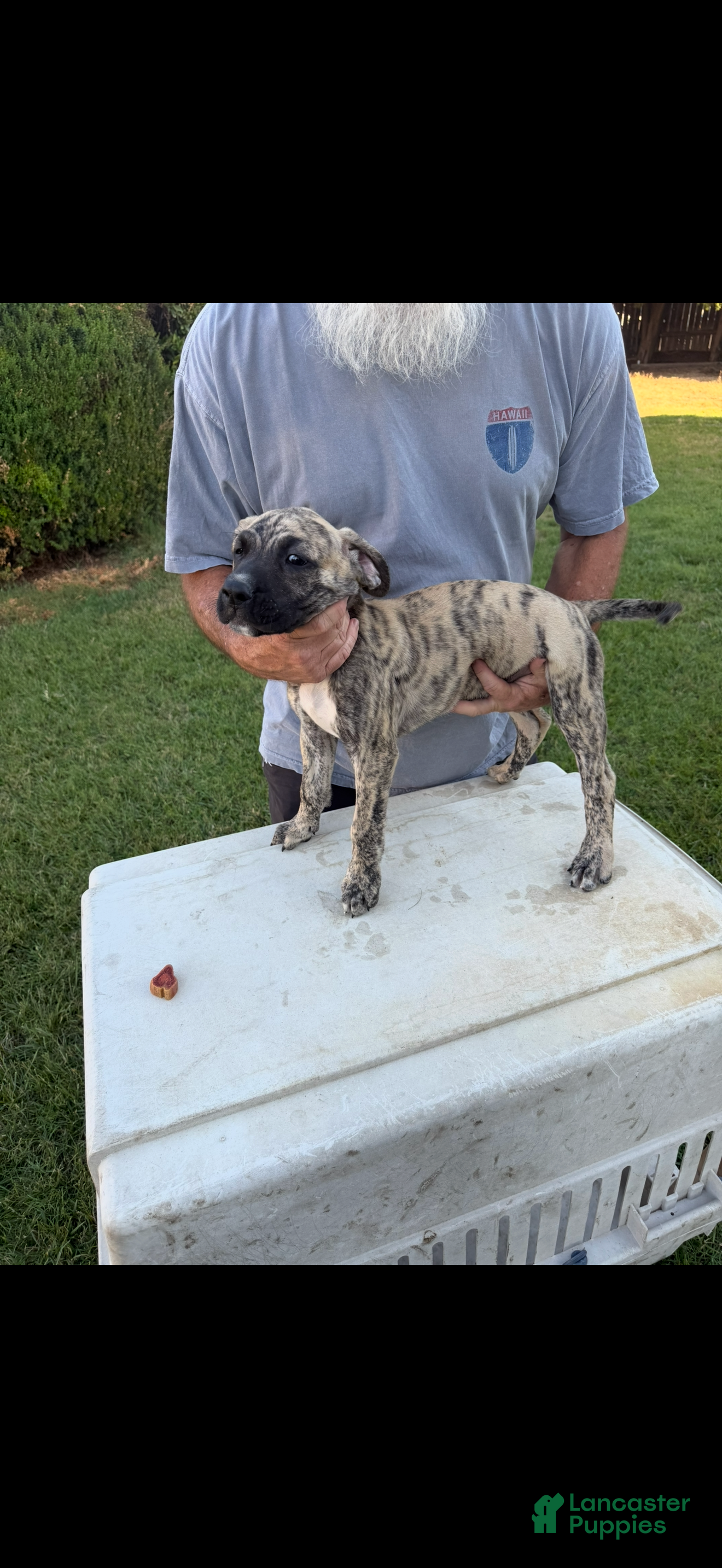 Mixed Breed dogs Brindle Male - Ad 25