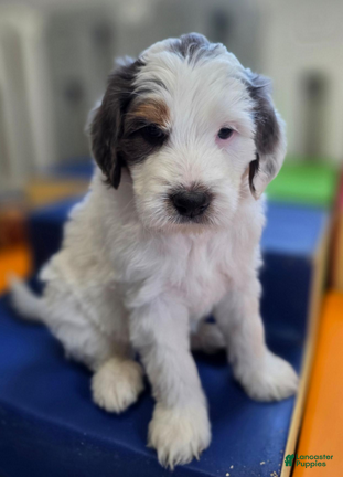 Bernedoodle dogs Toffee - Ad 1