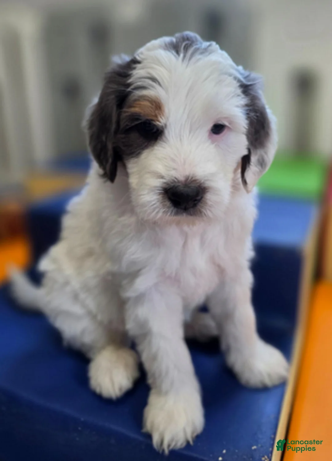 Bernedoodle dogs for sale: Toffee - Ad 1