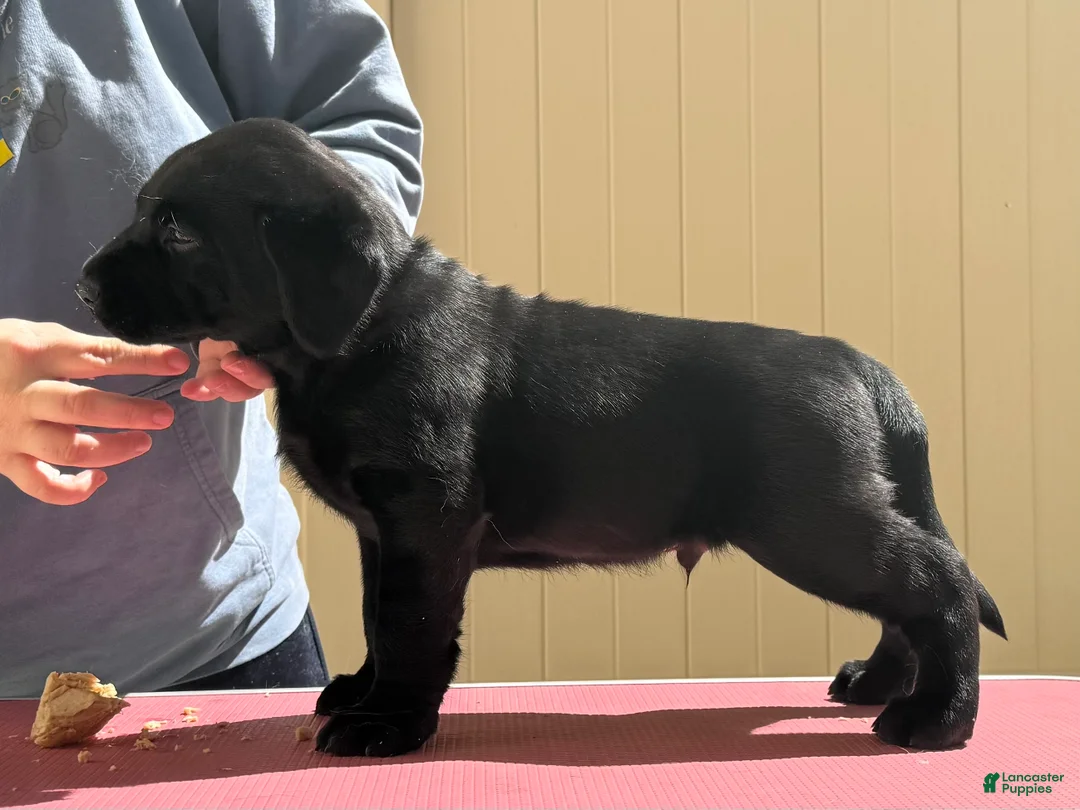 Labrador Retriever dogs for sale: Green collar boy - Ad 1