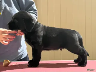Labrador Retriever dogs Green collar boy - Ad 5