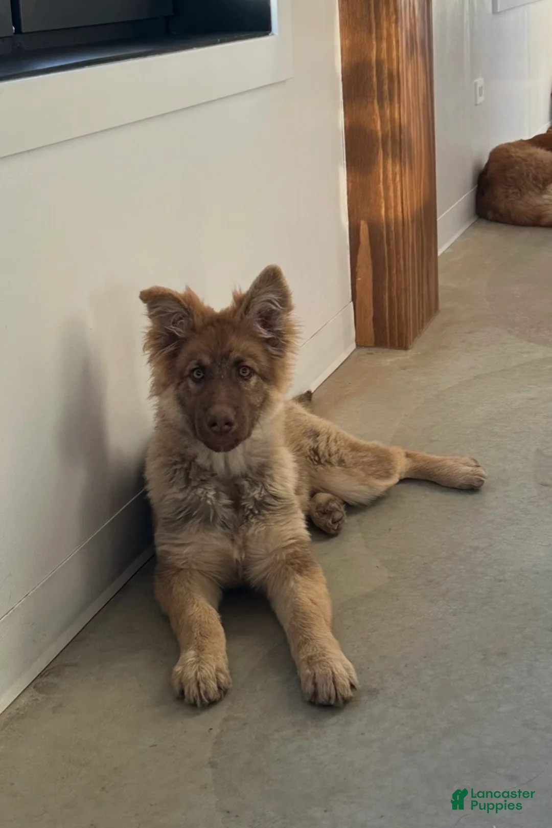 German Shepherd dogs for sale: German Shepherd Puppy 1 - Ad 1