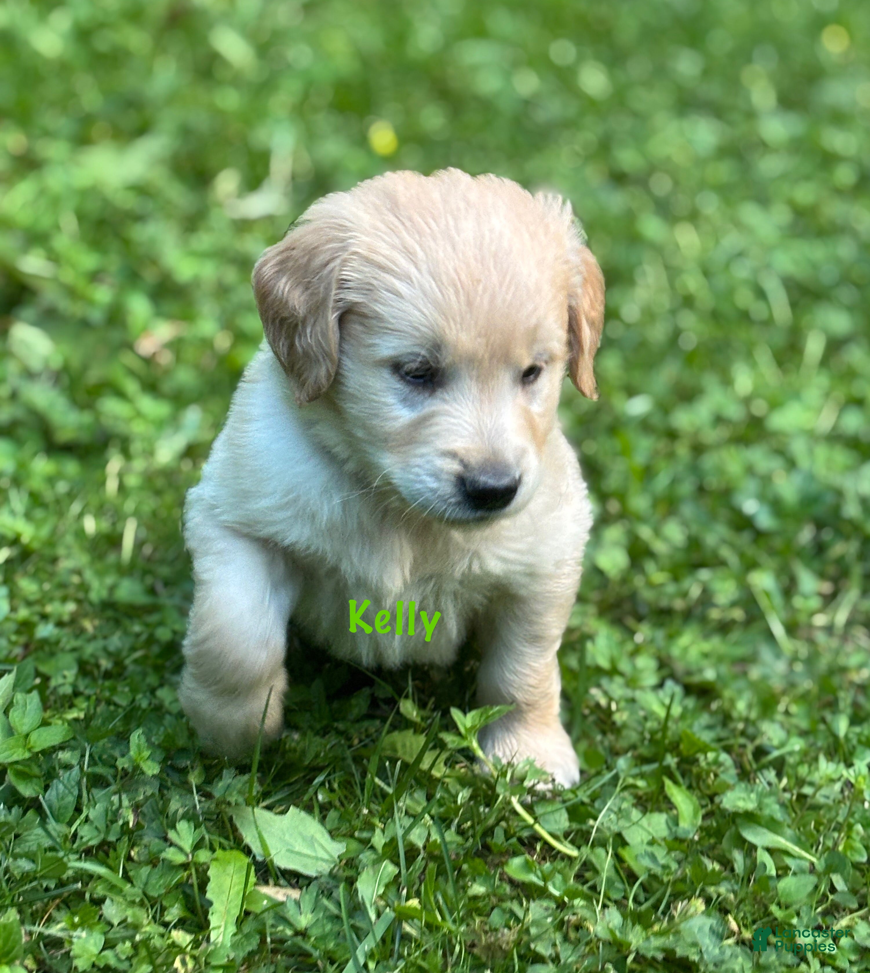 Golden Retriever dogs Kelly - Ad 1