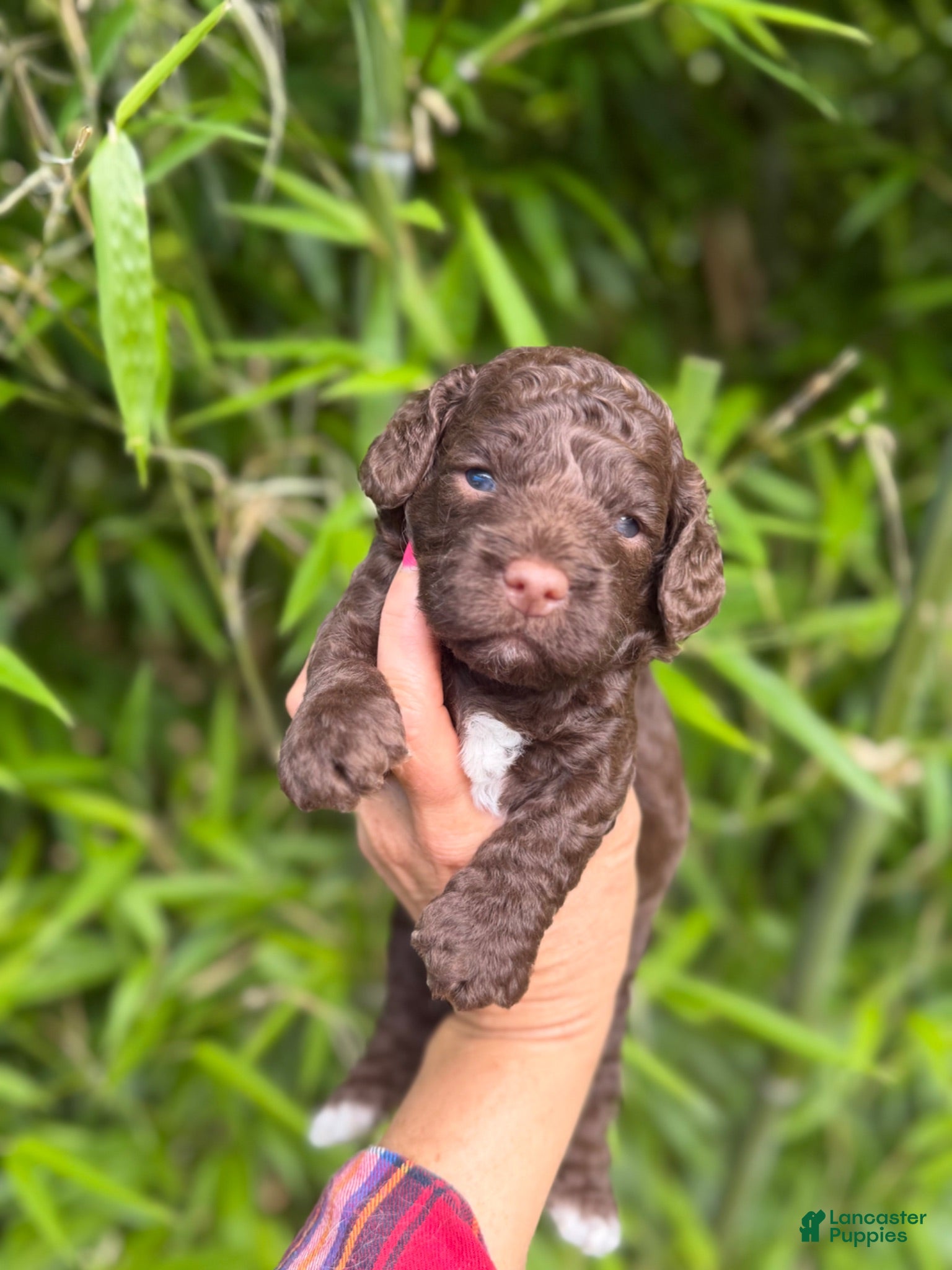 Cockapoo dogs for sale: Cockapoo 3 - Ad 2