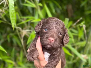 Cockapoo dogs Cockapoo 3 - Ad 22