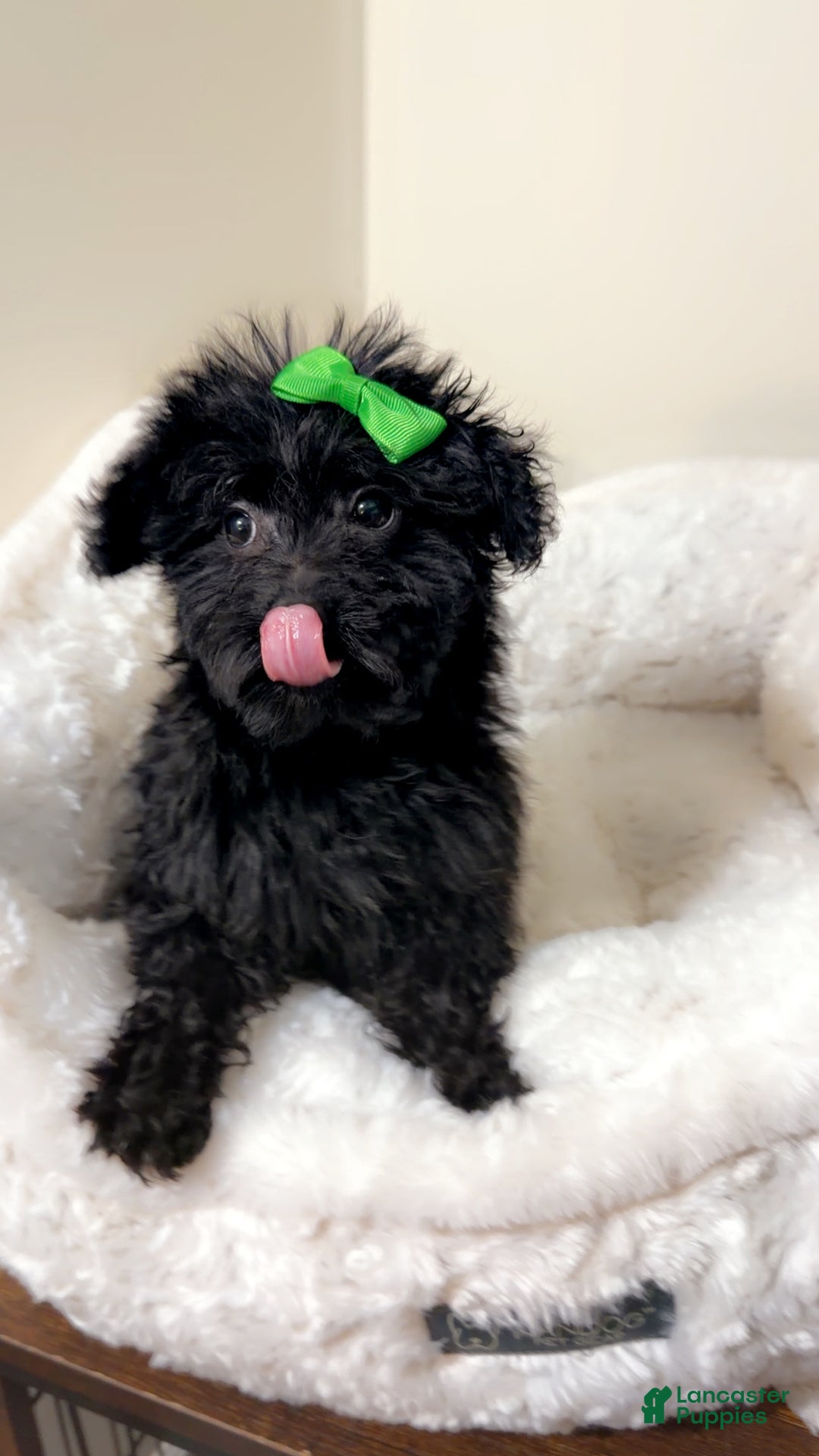 Yorkiepoo dogs for sale: Zara  - Ad 5