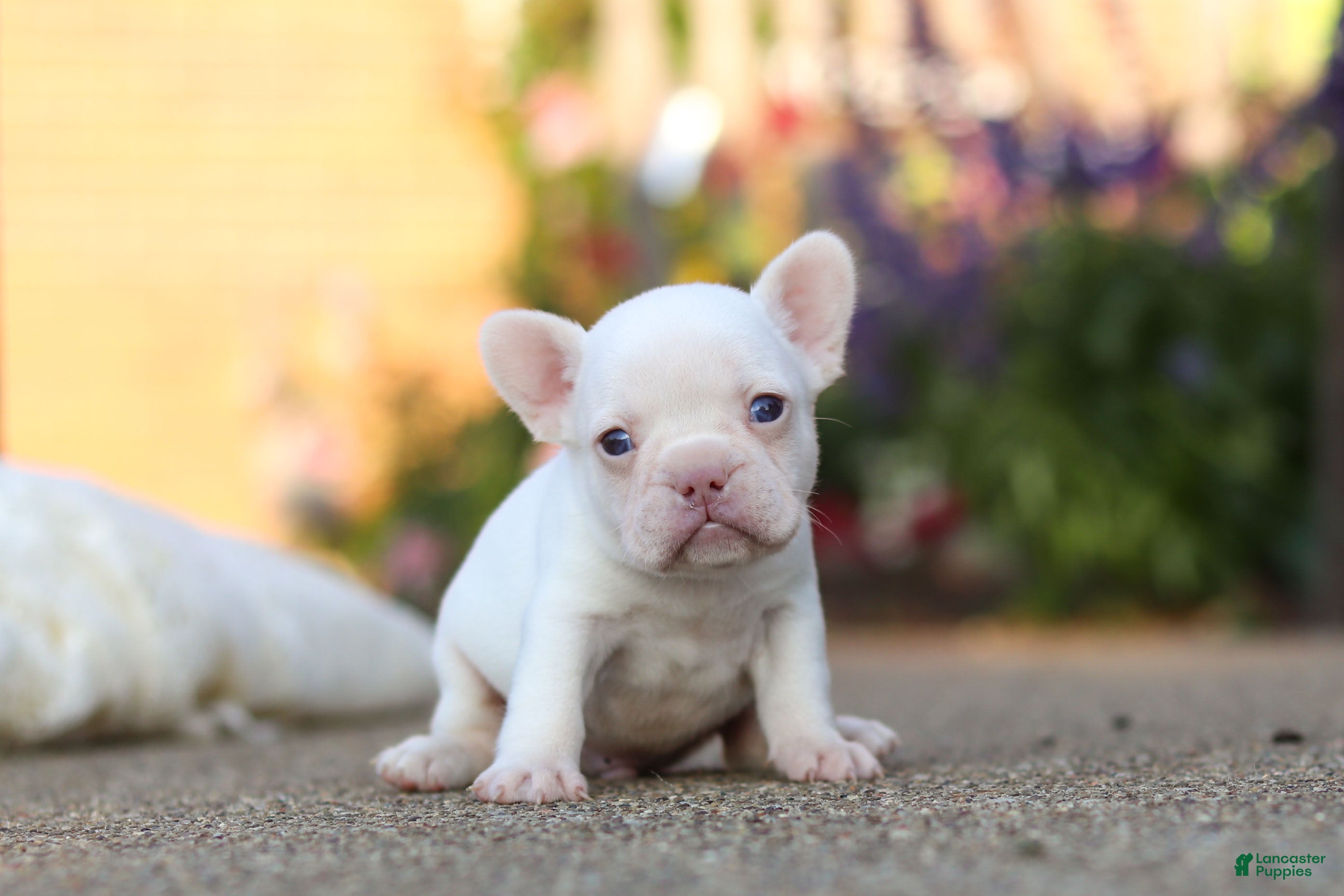 French Bulldog dogs for sale: Waylon - Ad 1