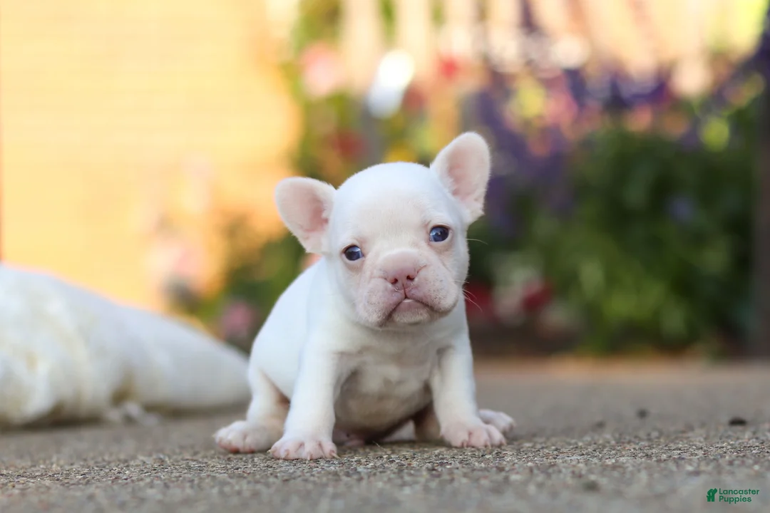 French Bulldog dogs for sale: Waylon - Ad 1