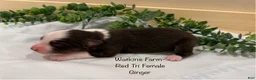Australian Shepherd dogs for sale: Ginger  - Ad 4