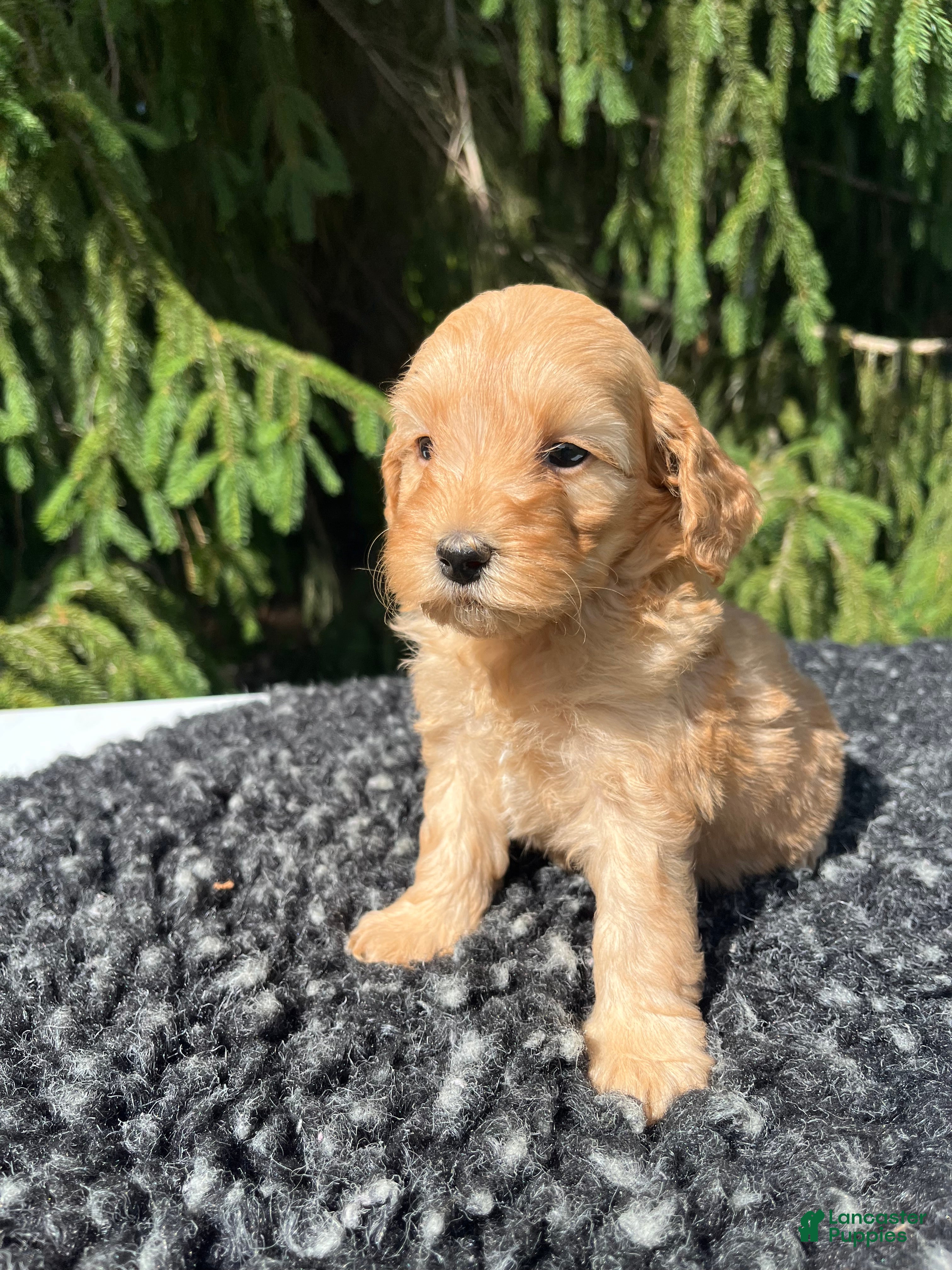 Mini Goldendoodle dogs for sale: Daisy - Ad 1