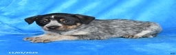 Australian Cattle Dog dogs for sale: Sally - Ad 3