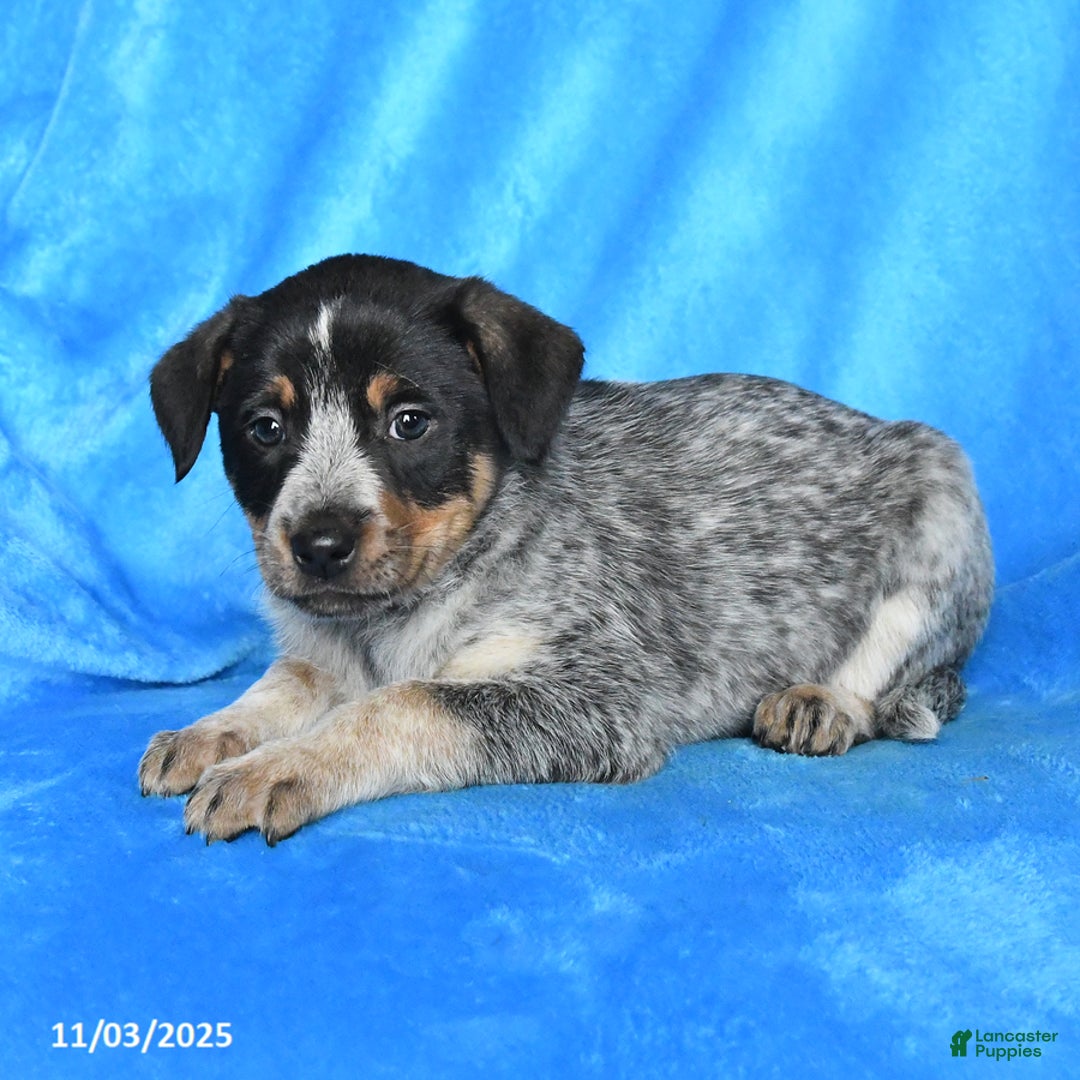 Australian Cattle Dog dogs for sale: Sally - Ad 3