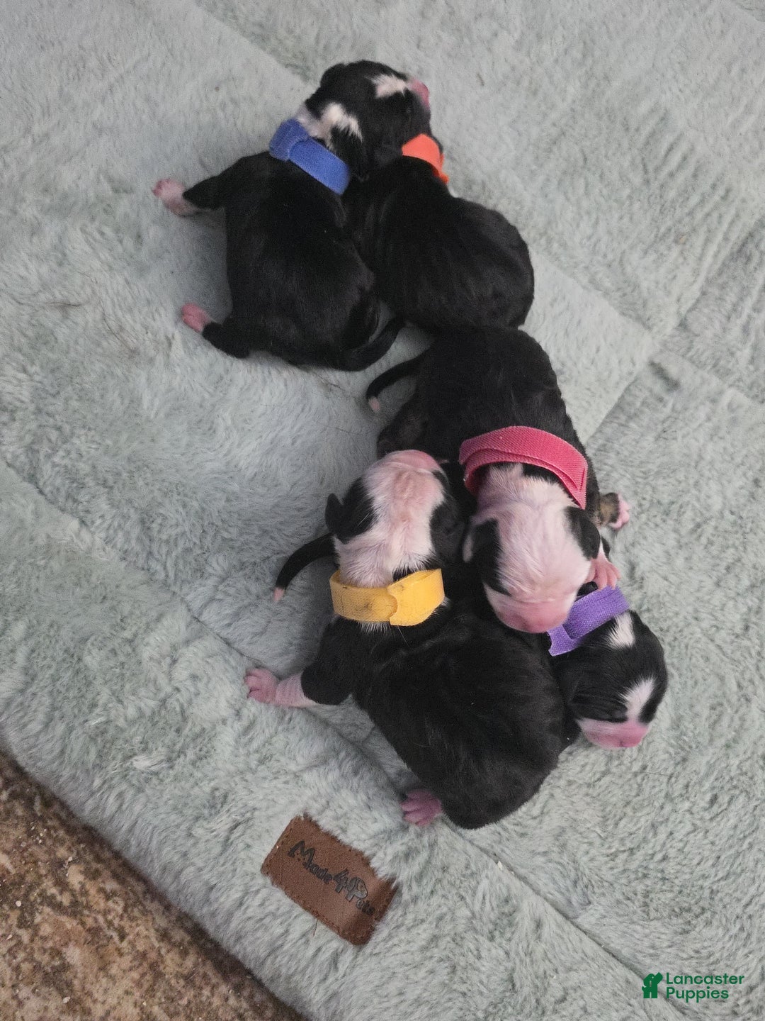 Mixed Breed dogs for sale: Red - Ad 15