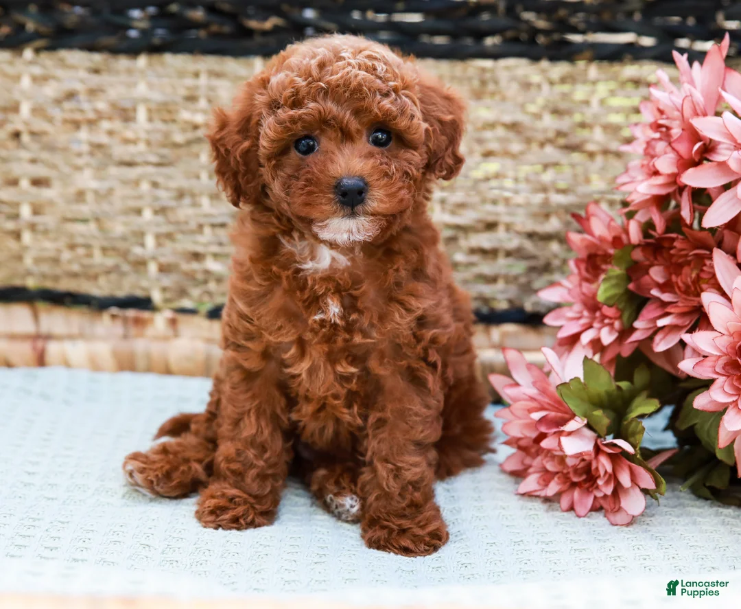 Toy Poodle dogs for sale: Beauty - Ad 1