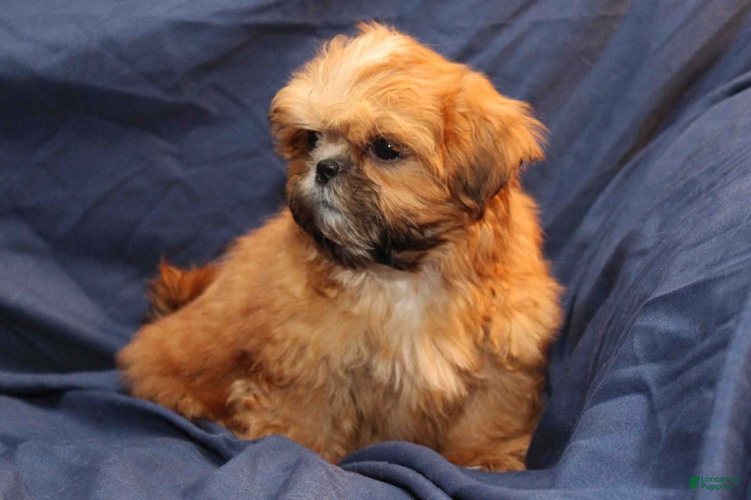 Shih Tzu dogs for sale: Rusty - Ad 5